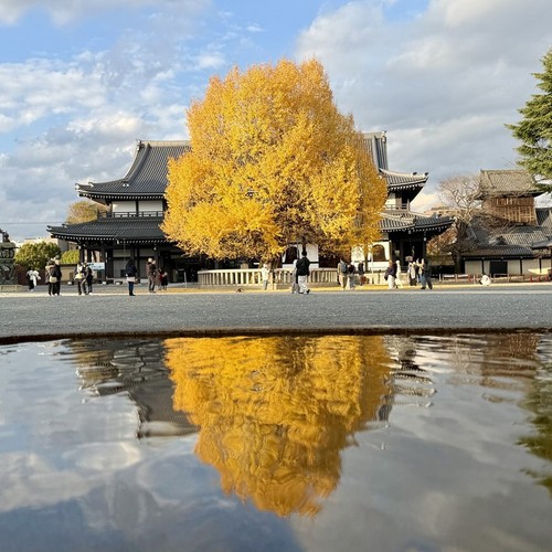 Japanese ginkgo tree potted - tree,,
